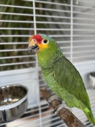 Lost Male Bird last seen 17th and Fairview, Santa Ana, CA 92706