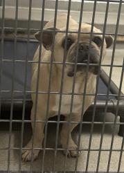 Shelter Stray Male Dog last seen Near E 5900 S, MURRAY CITY, UT, 84107, 511 W 3900 S, Salt Lake City, UT 84123, USA