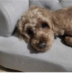 Reunited Male Dog last seen Napfle av, Philadelphia, PA 19111