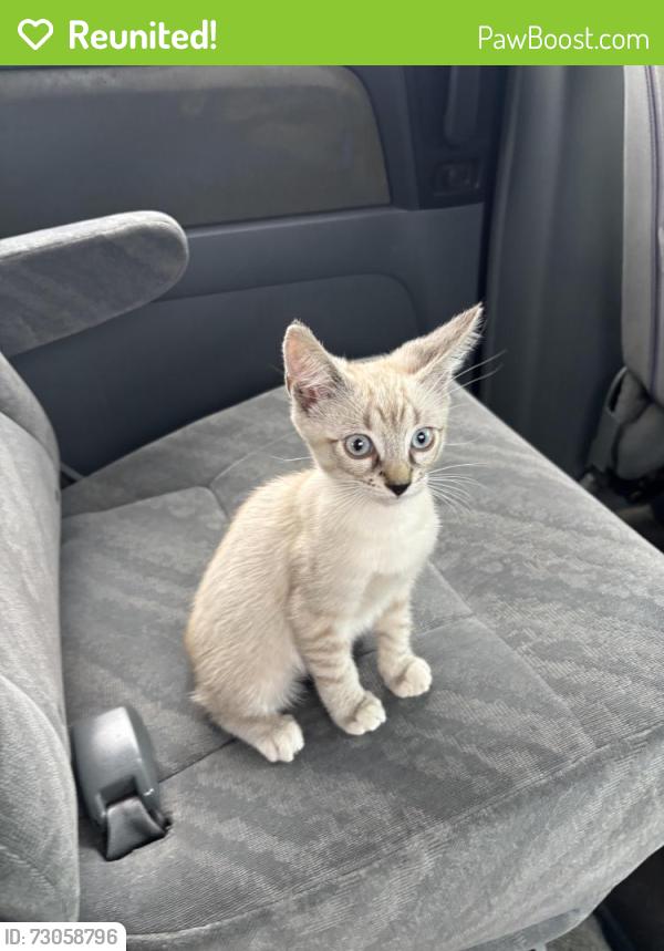 Reunited Female Cat last seen north 3rd street, Montebello, CA 90640