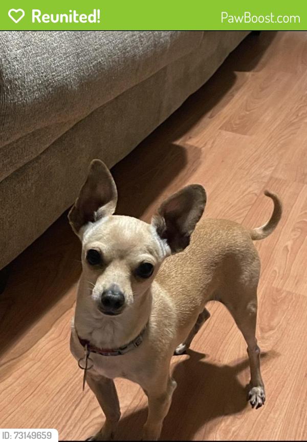 Reunited Male Dog last seen Montevina drive, Sacramento, CA 95829