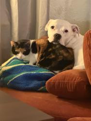 Lost Female Cat last seen 11th and Harvard by TU, Tulsa, OK 74103