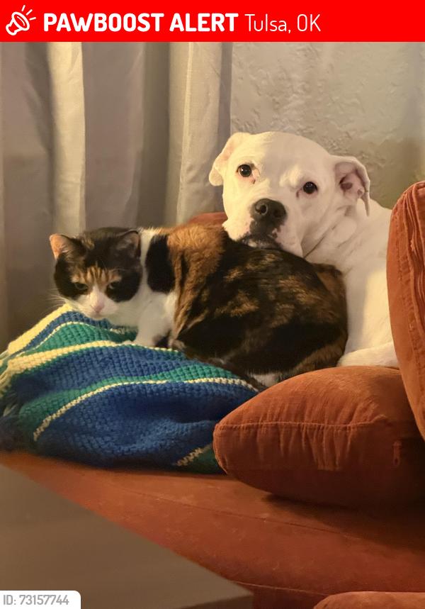 Lost Female Cat last seen 11th and Harvard by TU, Tulsa, OK 74103