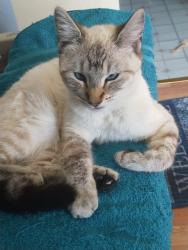 Lost Female Cat last seen 6th st s, Nampa, ID 83651