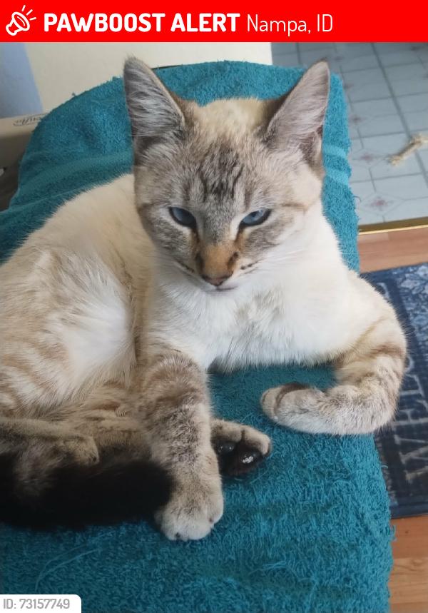 Lost Female Cat last seen 6th st s, Nampa, ID 83651