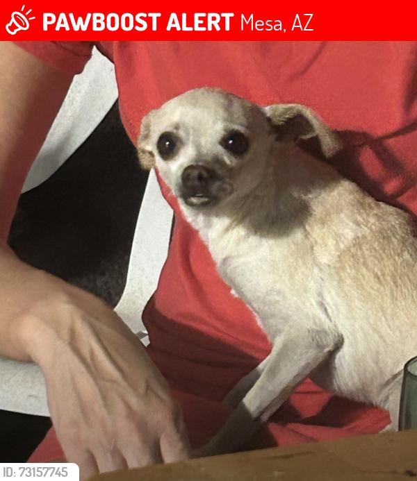 Lost Male Dog last seen Meridian and University, Mesa, AZ 85207
