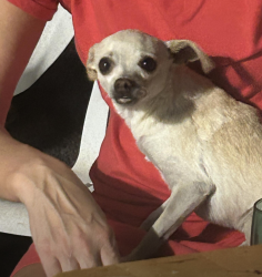 Lost Male Dog last seen Meridian and University, Mesa, AZ 85207