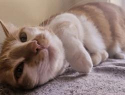 Reunited Female Cat last seen Near Ravenel Lane, Springfield, VA, Springfield, VA 22151