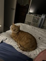 Lost Male Cat last seen Hedgerow opposite Dragonfly Way, Norfolk, England 