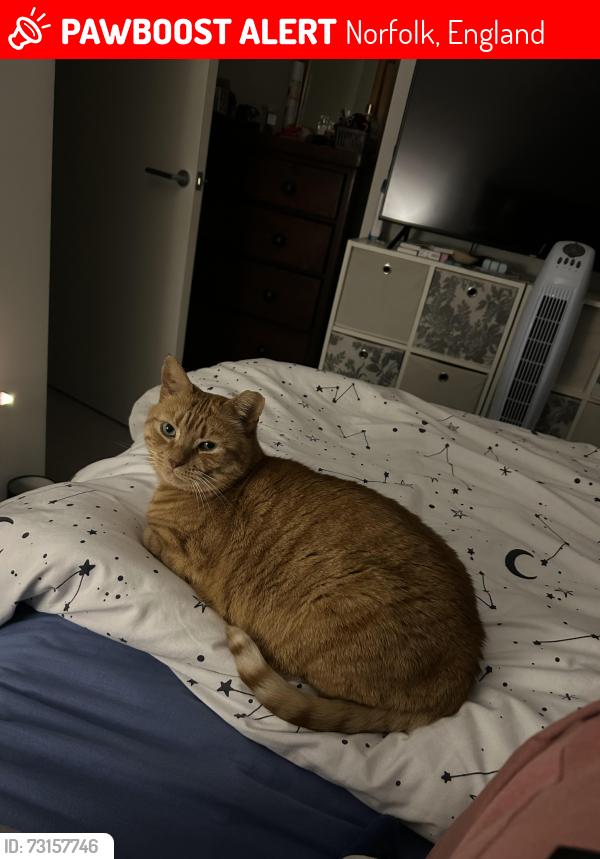 Lost Male Cat last seen Hedgerow opposite Dragonfly Way, Norfolk, England 