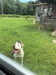 Found/Stray Male Dog last seen Nine Times Rd., Pickens County, SC 29685