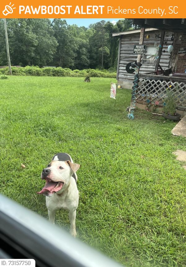 Found/Stray Male Dog last seen Nine Times Rd., Pickens County, SC 29685