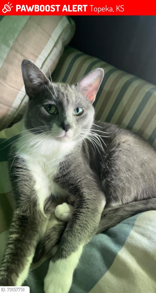Lost Male Cat last seen My home, Topeka, KS 66604