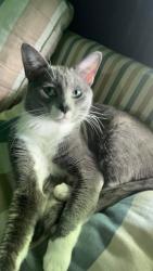 Lost Male Cat last seen My home, Topeka, KS 66604