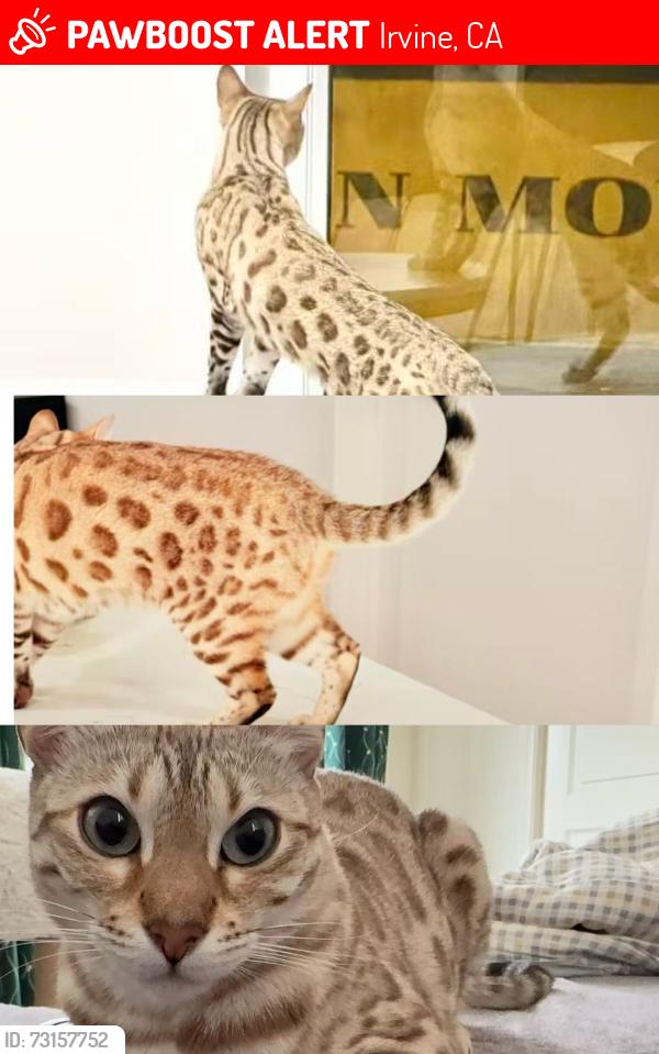 Lost Female Cat last seen Near strawberry grove, Irvine, CA 92620