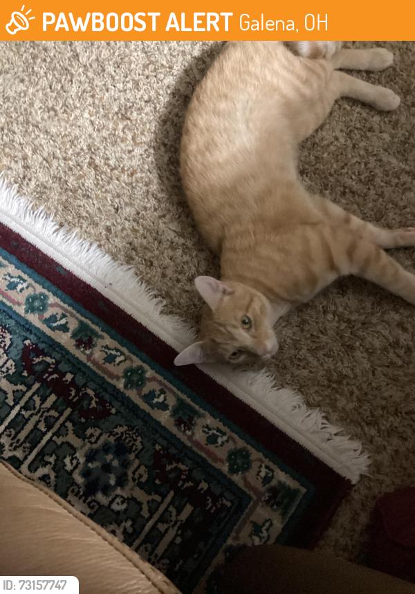 Found/Stray Male Cat last seen Rome corners, Galena, OH 43021