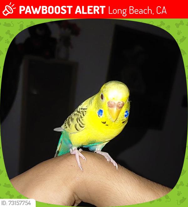 Lost Female Bird last seen Near E 15 st, Long Beach, CA 90813