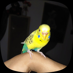 Lost Female Bird last seen Near E 15 st, Long Beach, CA 90813