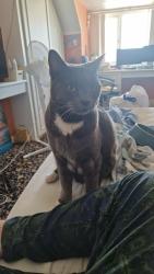 Reunited Male Cat last seen Landsdowne Avenue, Portchester, England PO16 9NN