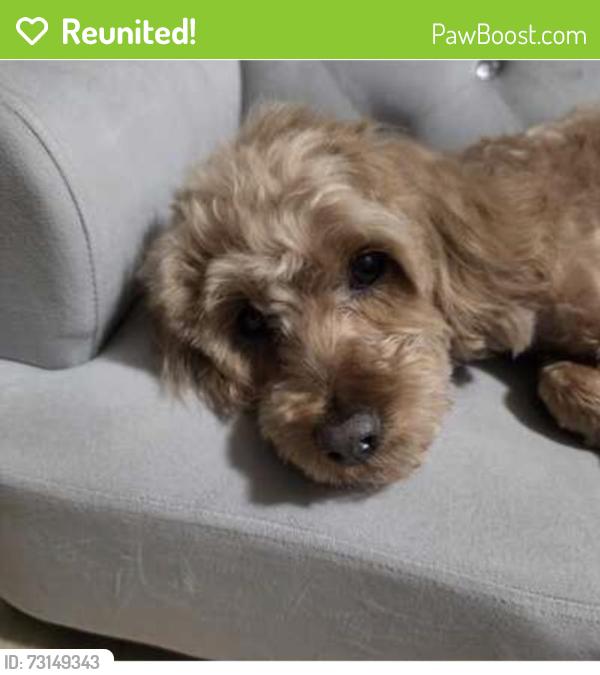 Reunited Male Dog last seen Napfle av, Philadelphia, PA 19111