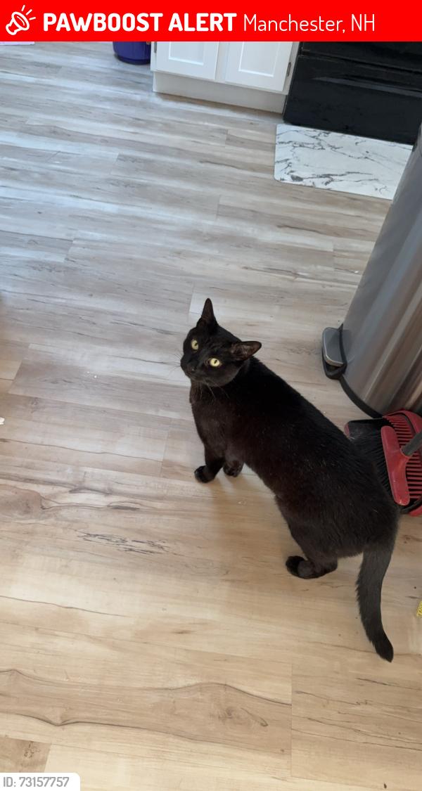 Lost Male Cat last seen Bank st, mcduffie st, Manchester, NH 03102
