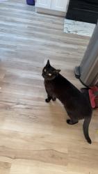 Lost Male Cat last seen Bank st, mcduffie st, Manchester, NH 03102