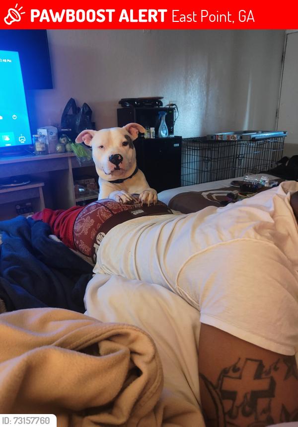 Lost Male Dog last seen Glendale ave, East Point, GA 30344