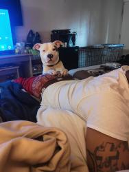 Lost Male Dog last seen Glendale ave, East Point, GA 30344