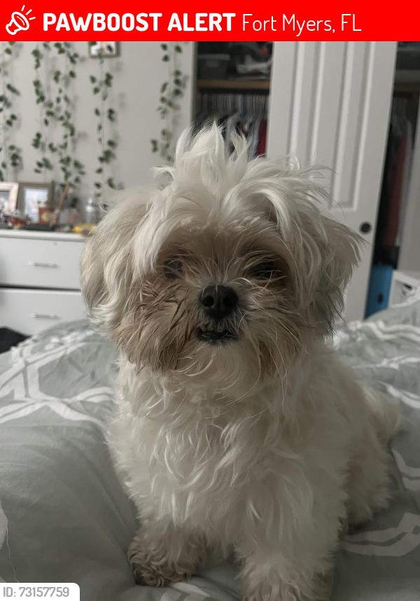 Lost Female Dog last seen Palomino and Daniels, Fort Myers, FL 33912