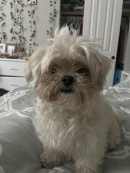 Lost Female Dog last seen Palomino and Daniels, Fort Myers, FL 33912
