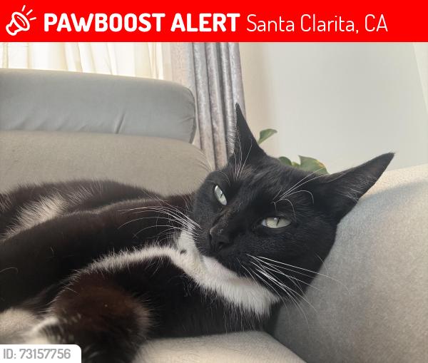 Lost Female Cat last seen Near Rhona place , Santa Clarita, Santa Clarita, CA 91350
