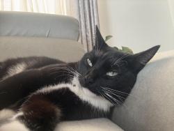 Lost Female Cat last seen Near Rhona place , Santa Clarita, Santa Clarita, CA 91350