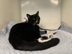 Reunited Male Cat last seen Tesco Extra Napier Road, Berkshire, England RG1 8AB