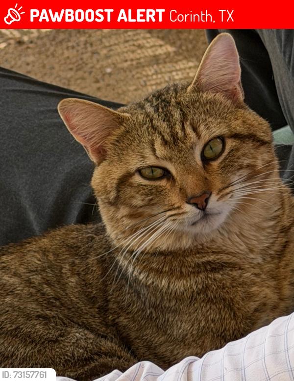 Lost Male Cat last seen Robinson and Oakmont, Corinth, TX 76210