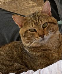 Lost Male Cat last seen Robinson and Oakmont, Corinth, TX 76210