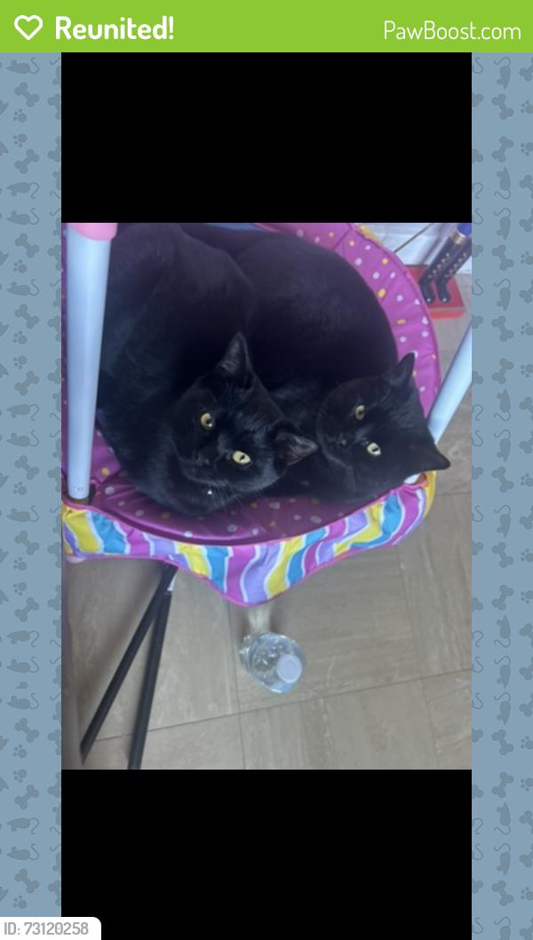 Reunited Male Cat last seen LARKHall way Harpole, Harpole, England 