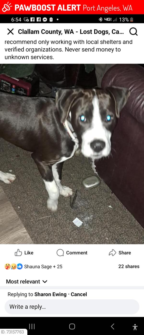Lost Male Dog last seen Pine st. Port Angeles 98362, Port Angeles, WA 98363
