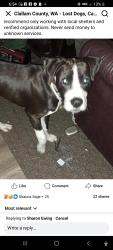 Lost Male Dog last seen Pine st. Port Angeles 98362, Port Angeles, WA 98363