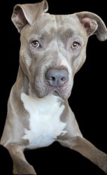 Reunited Male Dog last seen Summer Lake Rd area, Lithia Springs, GA 30122, Douglas County, GA 30122
