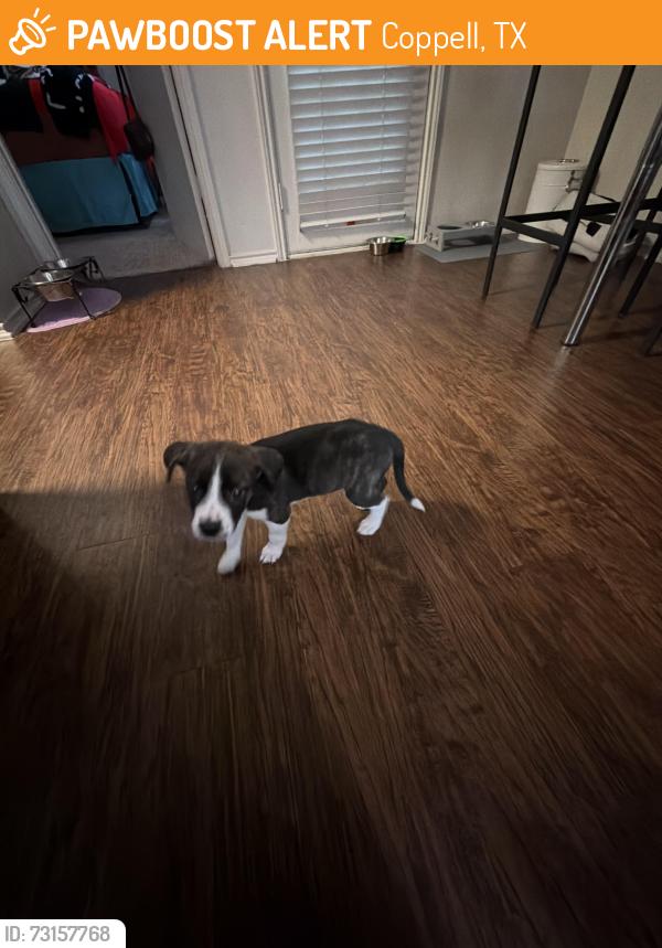 Found/Stray Female Dog last seen Townlake of Coppell apmts, Coppell, TX 75019