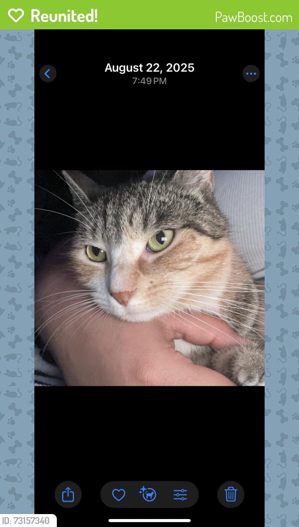 Reunited Female Cat last seen Wellington Rd, Elmont, NY 11003
