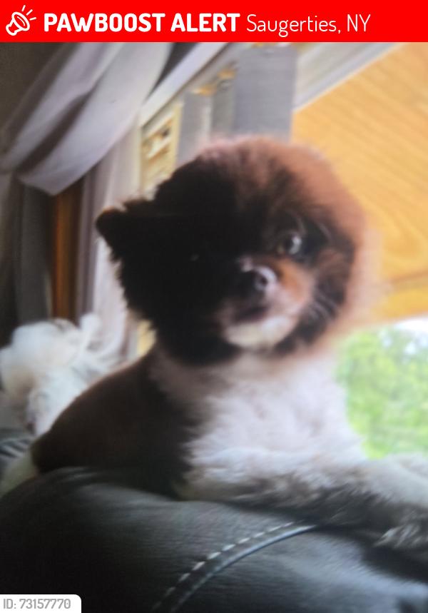 Lost Male Dog last seen Wintergreen lane, Saugerties, NY 12477