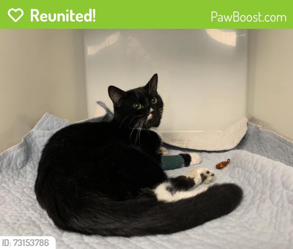 Reunited Male Cat last seen Tesco Extra Napier Road, Berkshire, England RG1 8AB