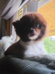 Lost Male Dog last seen Wintergreen lane, Saugerties, NY 12477