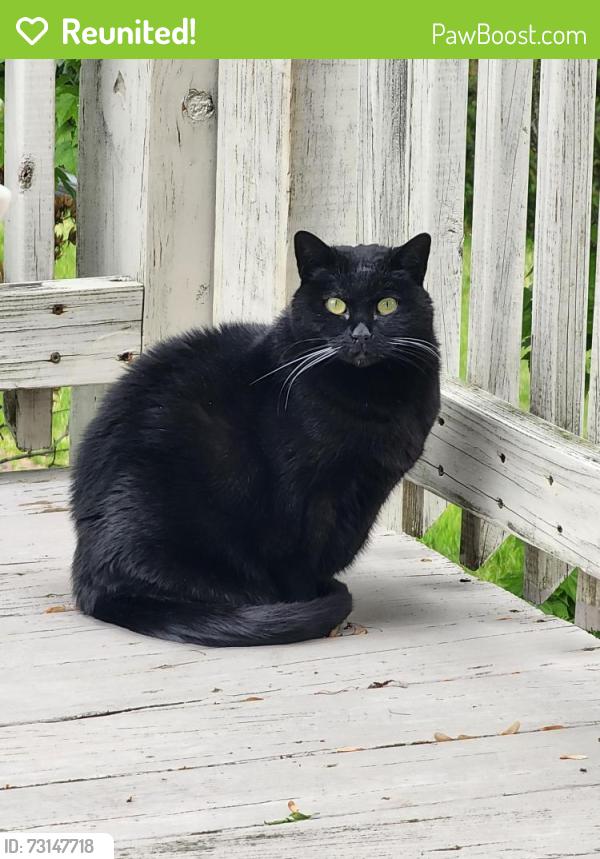 Reunited Female Cat last seen Wabash and Sherman, Marshallton, PA 17866