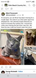 Lost Male Cat last seen Palm Beach county ests, West Palm Beach, FL 33418