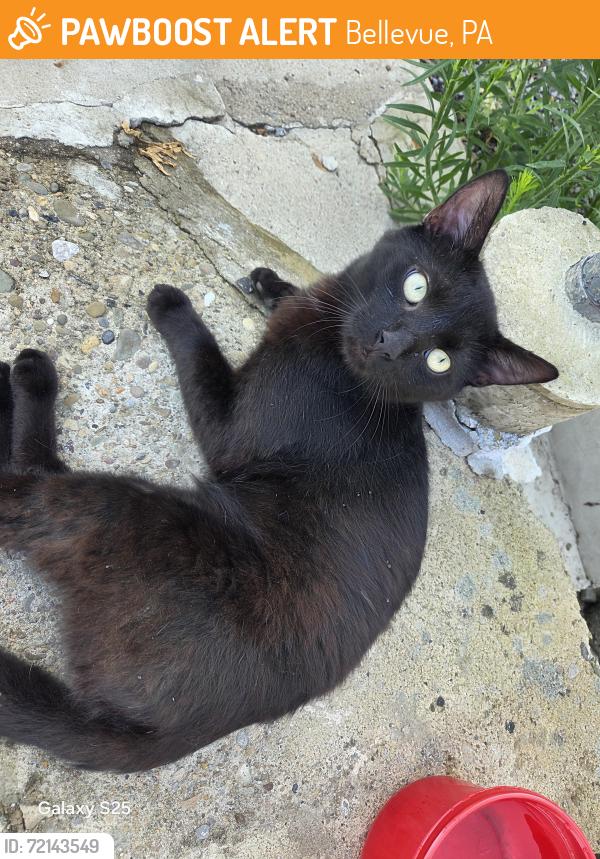 Found/Stray Male Cat last seen Kendall ave, grant ave, cedar Ave, Bellevue, PA 15202