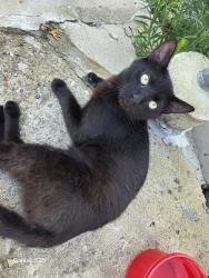 Found/Stray Male Cat last seen Kendall ave, grant ave, cedar Ave, Bellevue, PA 15202