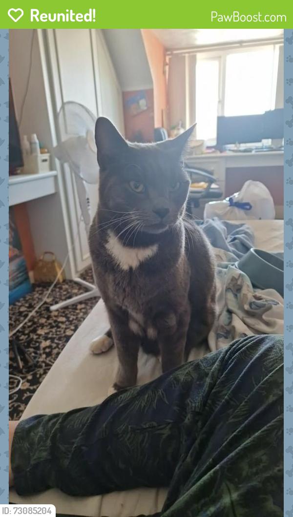 Reunited Male Cat last seen Landsdowne Avenue, Portchester, England PO16 9NN