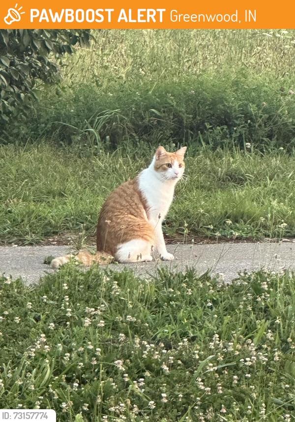 Found/Stray Unknown Cat last seen Entry way toward home, Greenwood, IN 46143